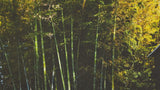 bamboo viscose benefits