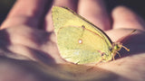 Revamp Your Space with Butterfly-Inspired Bedding Styles