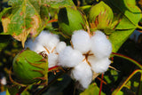 The Ultimate Guide to Cotton Bedding: Why You Need to Try It