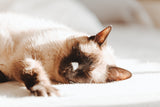 Why Pre-Washed Cotton Matters: Science-Backed Benefits for Comfort and Durability